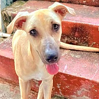 adopt a pet