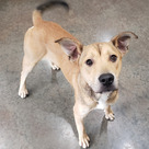 Adopt A Pet :: Baxter - Versailles, KY