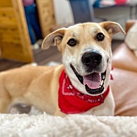 adopt a pet