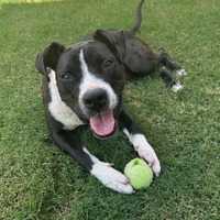 adopt a pet