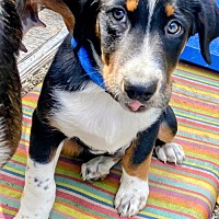 adopt a pet