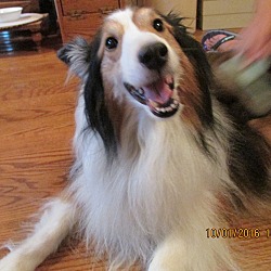 Thumbnail photo of Dusty 2 (Adopted) #4