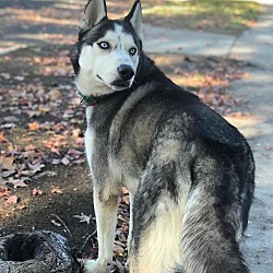 adoptions near me dogs