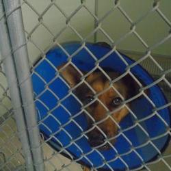 Hoke County Animal Shelter in Raeford, North Carolina