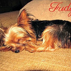 Thumbnail photo of Fudge #4