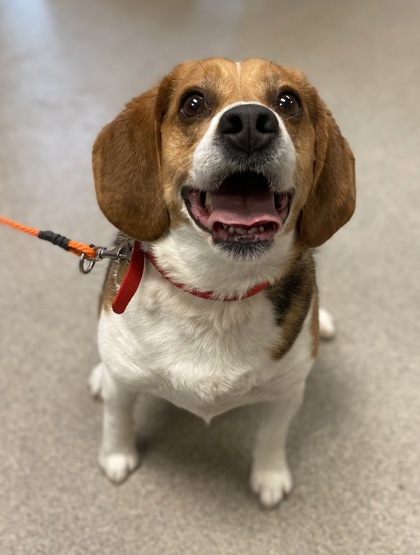 Columbus, OH - Beagle. Meet Boomer a Pet for Adoption - AdoptaPet.com