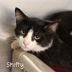 Photo of Shifty