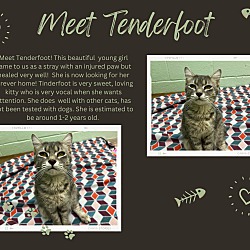 Photo of Tenderfoot