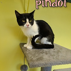 Thumbnail photo of Pindot #1