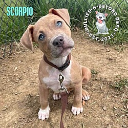 Thumbnail photo of Zodiac Litter: Scorpio #2