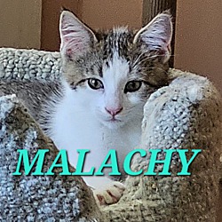 Thumbnail photo of Malachy #1