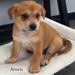 Thumbnail photo of Arwen #1