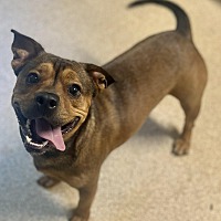 adopt a pet
