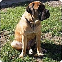 southern mastiff rescue