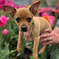 adopt a pet