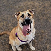 adopt a pet