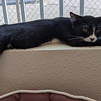 adopt-pet