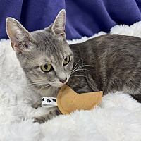 adopt a pet