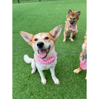 adopt-pet