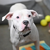 adopt a pet