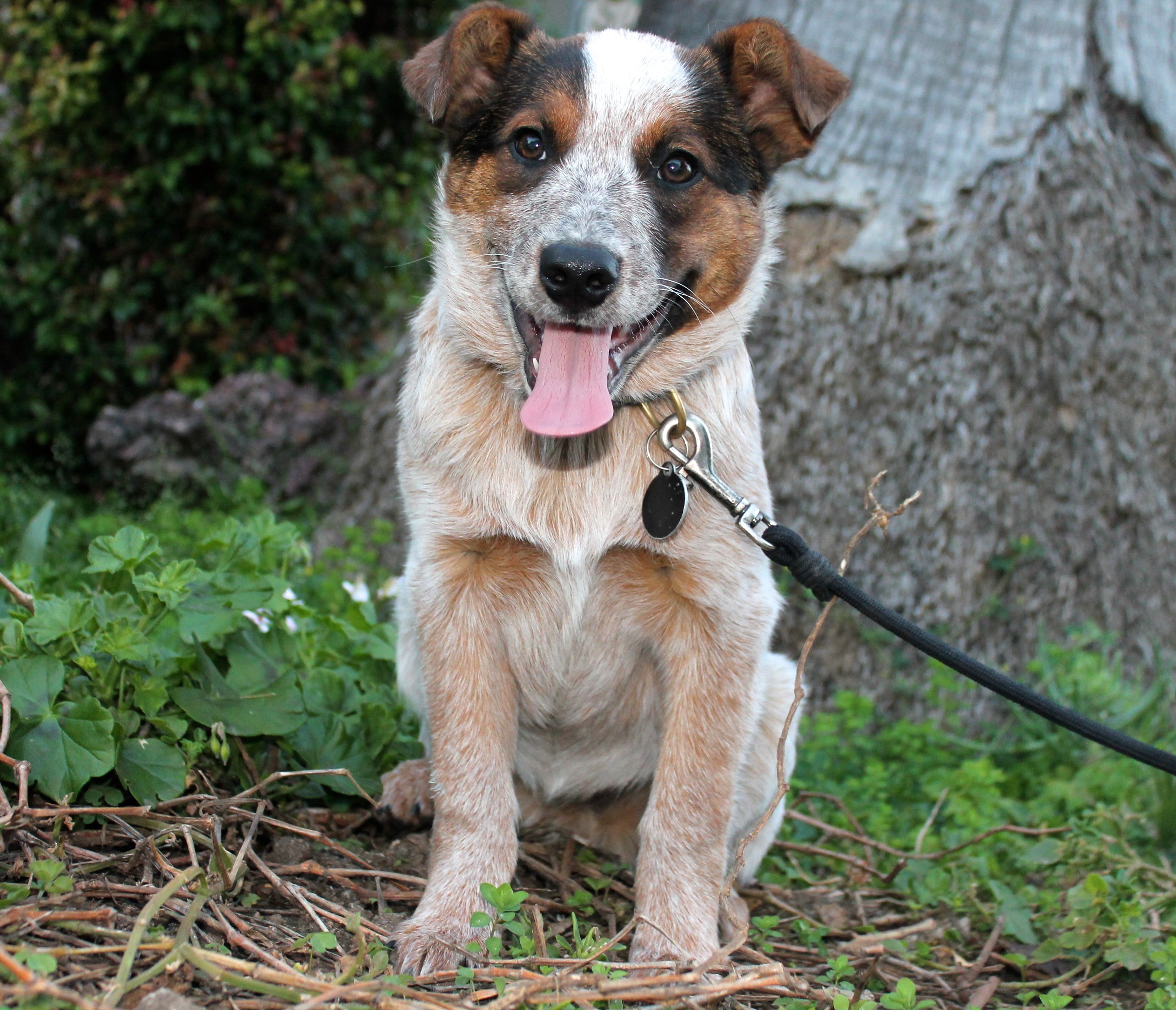 calhoun cattle dog