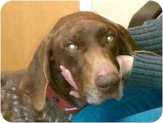 Lincolnton Nc German Shorthaired Pointer Meet Luke A Pet For Adoption