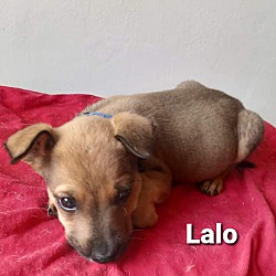 Thumbnail photo of LALO #1