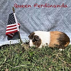 Photo of Queen Ferdinanda