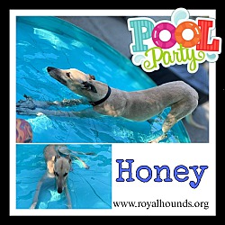 Thumbnail photo of Honey #4