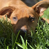 adopt a pet