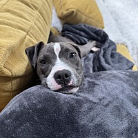 adopt a pet