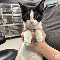 adopt a pet