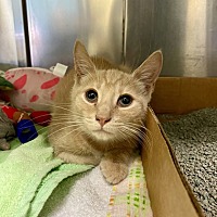 adopt a pet