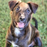 adopt-pet