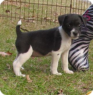 jack terrier shih tzu mix