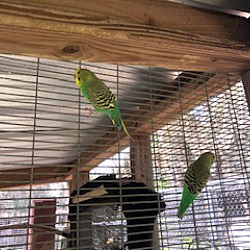 Thumbnail photo of Parakeets (2) #3