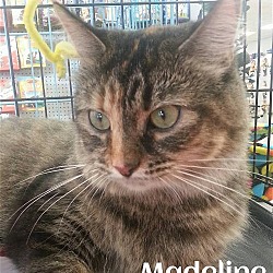 Thumbnail photo of Madeline - Adopted 10.04.15 #1