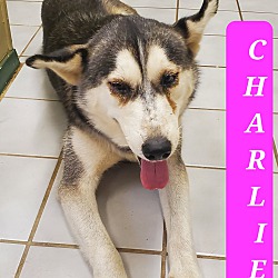Photo of CHARLIE