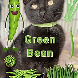 Photo of Green Bean