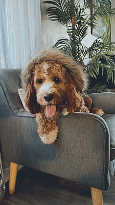 Saint Paul, MN - Cockapoo. Meet Kar Kar a Pet for Adoption - AdoptaPet.com