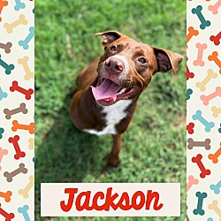 Thumbnail photo of JACKSON AKA JAX #1