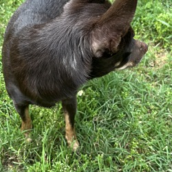 Thumbnail photo of Bella Chihuahua #2