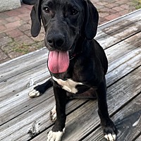 adopt a pet