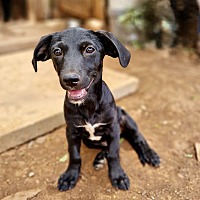 adopt a pet