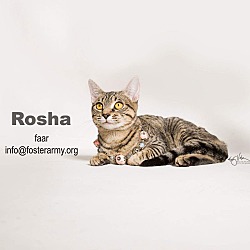 Thumbnail photo of Rosha #1