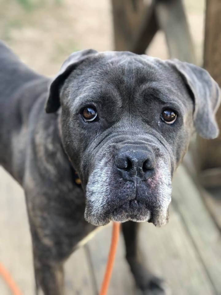 Bristol Tn Cane Corso Meet Baloo A Pet For Adoption