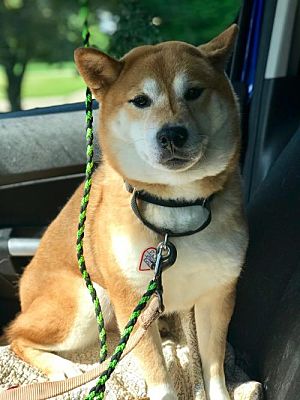 Mini Shiba Inu The Tiny Version Of The Adorable Spitz Dog