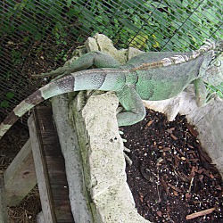 Thumbnail photo of Iguanas (2M) #2
