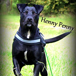 Thumbnail photo of Henny Penny ~ meet me! #2