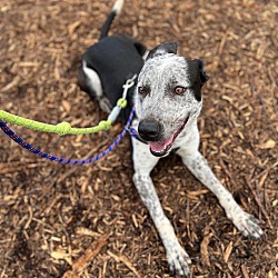 Photo of Bandit